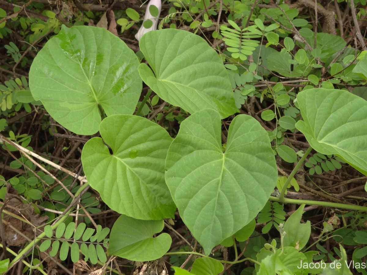 Ipomoea jucunda Thwaites